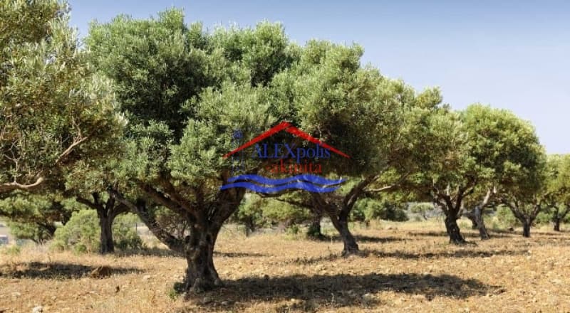 Parcel in Dafnes, Samothraki — Photo 1 of 4