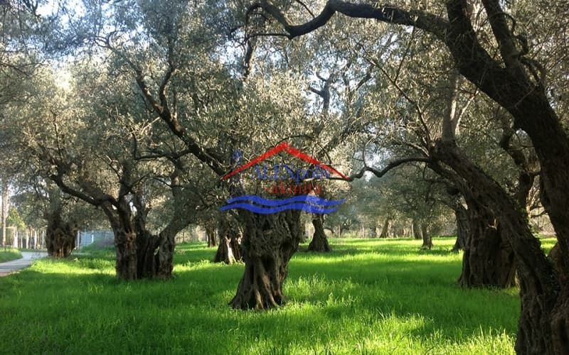 Parcel in Dafnes, Samothraki — Photo 4 of 4