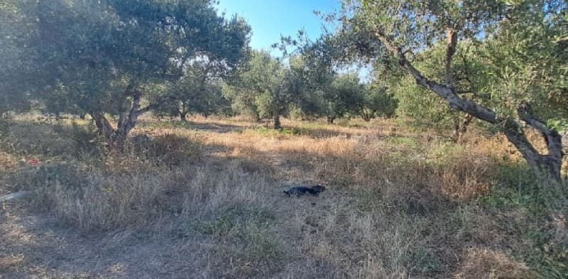 Building Plot in Agios Antonios, Temenos — Photo 1 of 4