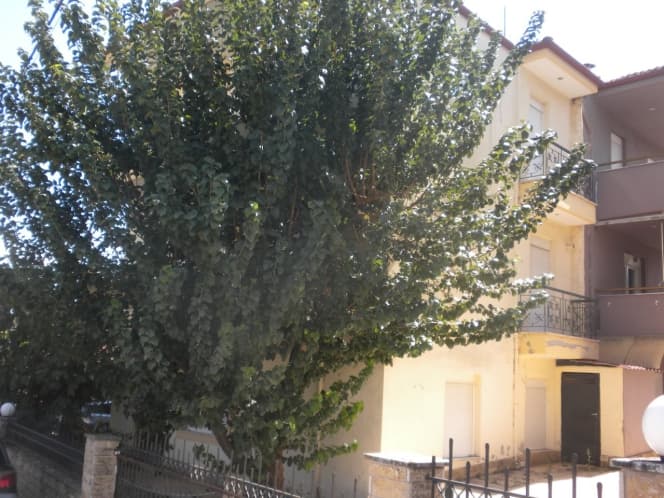 Μονοκατοικία στην Μελισσοχώρι, Μυγδονία — Φωτογραφία 4 από 13