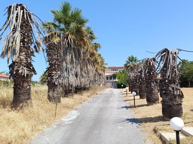 House in Plagiari, Mikra — Photo 2 of 12