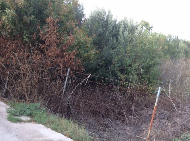 Οικόπεδο στην Άγιος Μηνάς, Χίος — Φωτογραφία 3 από 5