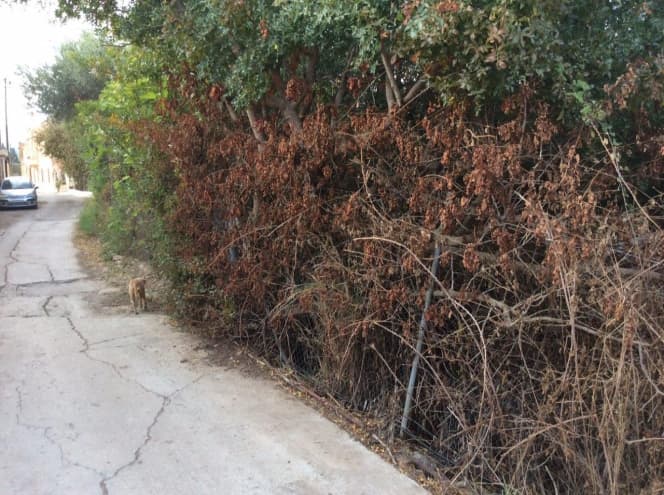 Οικόπεδο στην Άγιος Μηνάς, Χίος — Φωτογραφία 4 από 5