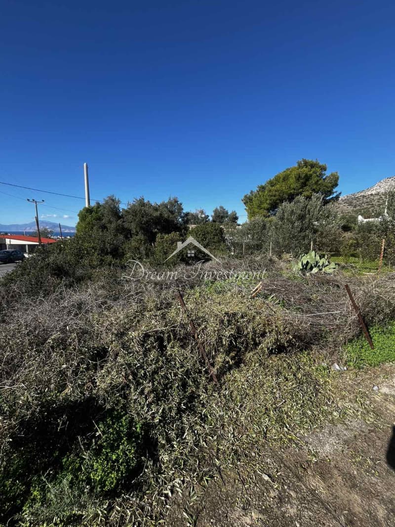 Parcel in Kaki Vigla, Salamina — Photo 6 of 17