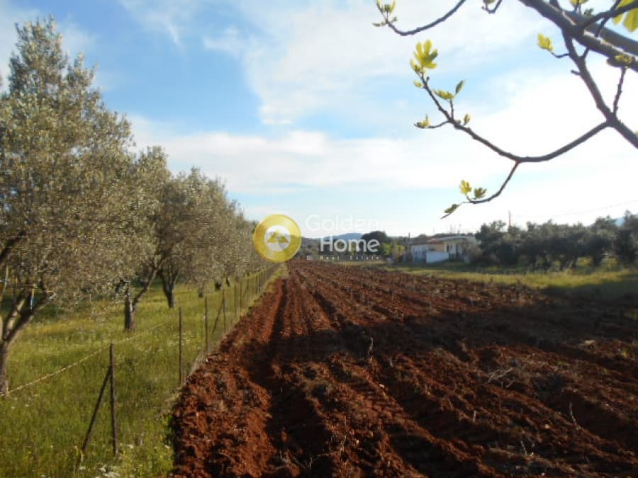 Parcel in Center, Koropi — Photo 2 of 7