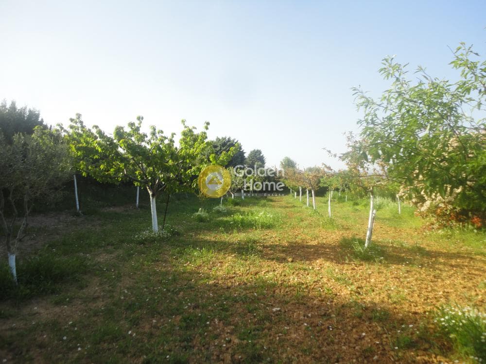 Parcel in Amigdaleza, Stamata — Photo 5 of 8