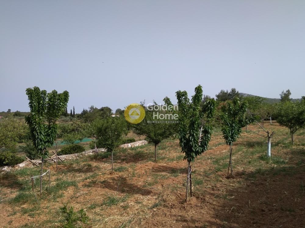 Parcel in Amigdaleza, Stamata — Photo 1 of 8