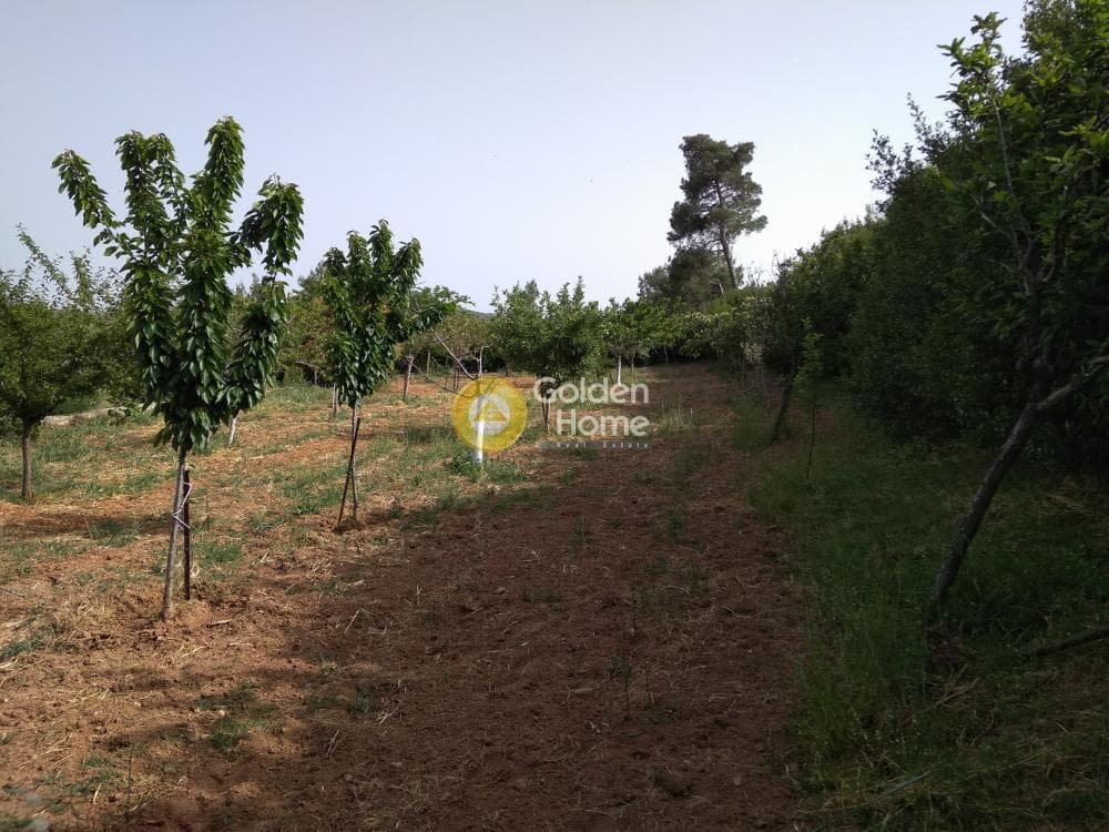 Parcel in Amigdaleza, Stamata — Photo 3 of 8