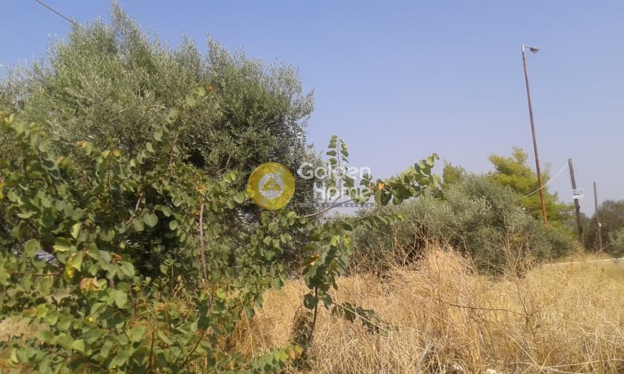 Building Plot in Center, Markopoulo — Photo 3 of 3
