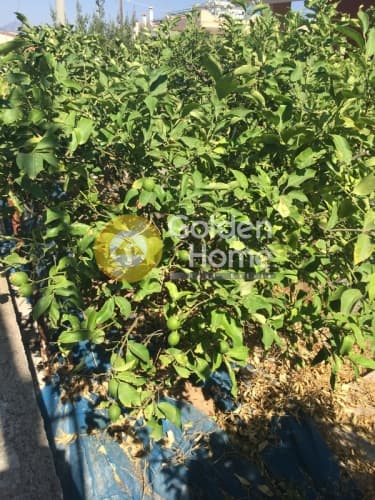 Μονοκατοικία στην Κεφλαίικα, Καλύβια Θορικού — Φωτογραφία 15 από 16