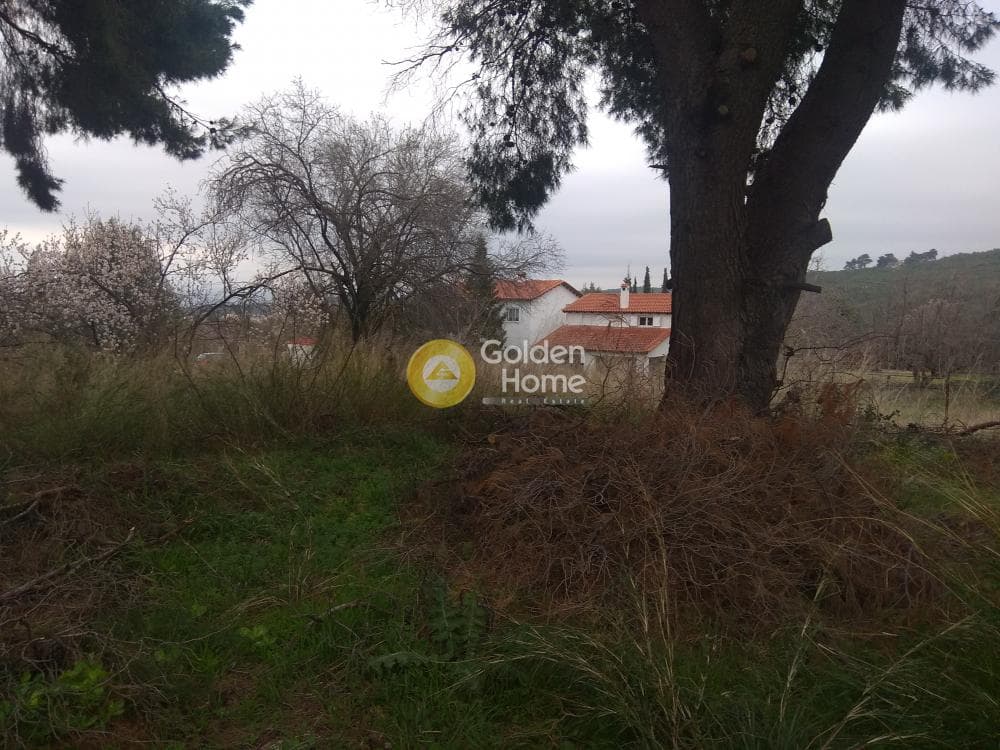Αγροτεμάχιο στην Ροδόπολη, Ροδόπολη — Φωτογραφία 9 από 10