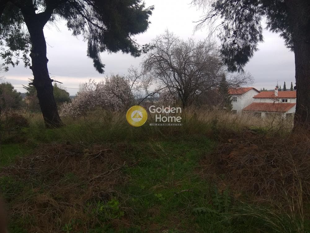 Αγροτεμάχιο στην Ροδόπολη, Ροδόπολη — Φωτογραφία 10 από 10
