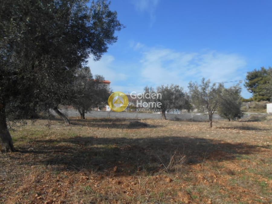 Parcel in Neapoli, Spata — Photo 10 of 12