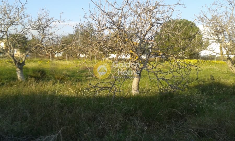 Parcel in Koulidas, Markopoulo — Photo 1 of 2