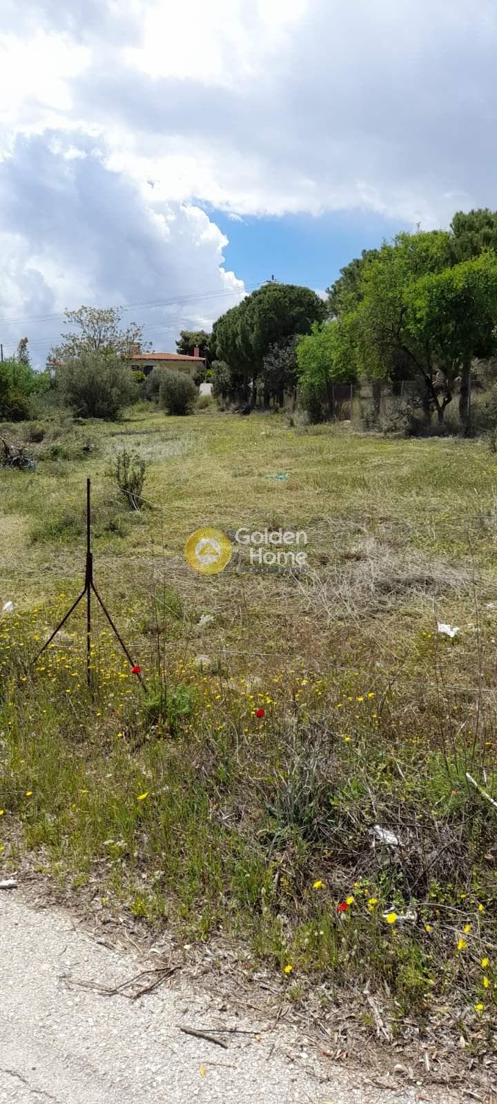 Αγροτεμάχιο στην Νεάπολη, Σπάτα — Φωτογραφία 2 από 6