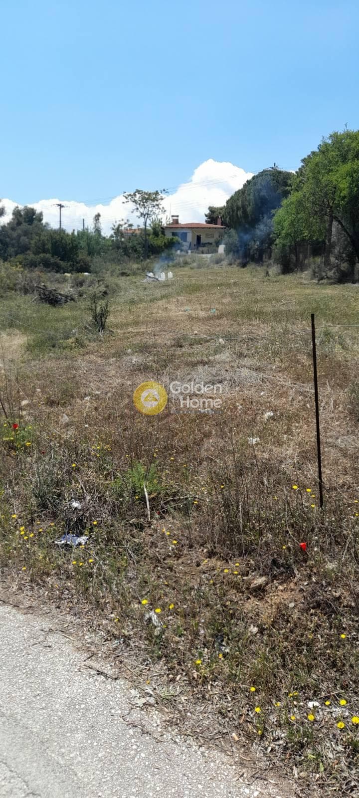Αγροτεμάχιο στην Νεάπολη, Σπάτα — Φωτογραφία 5 από 6