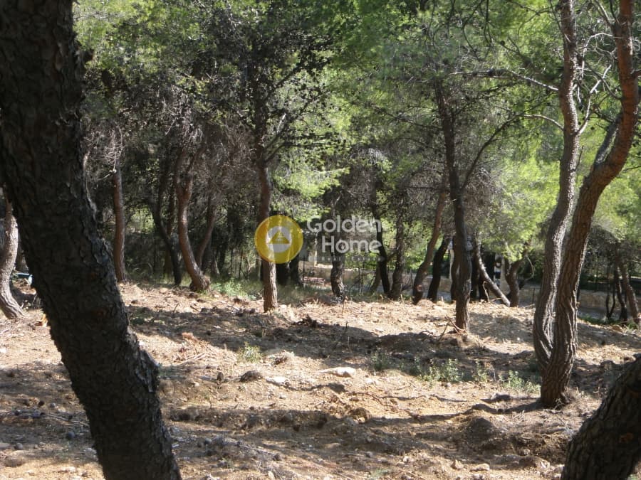 Building Plot in Neos Voutzas, Rafina — Photo 3 of 11