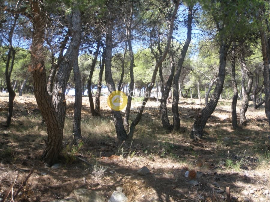 Building Plot in Neos Voutzas, Rafina — Photo 11 of 11