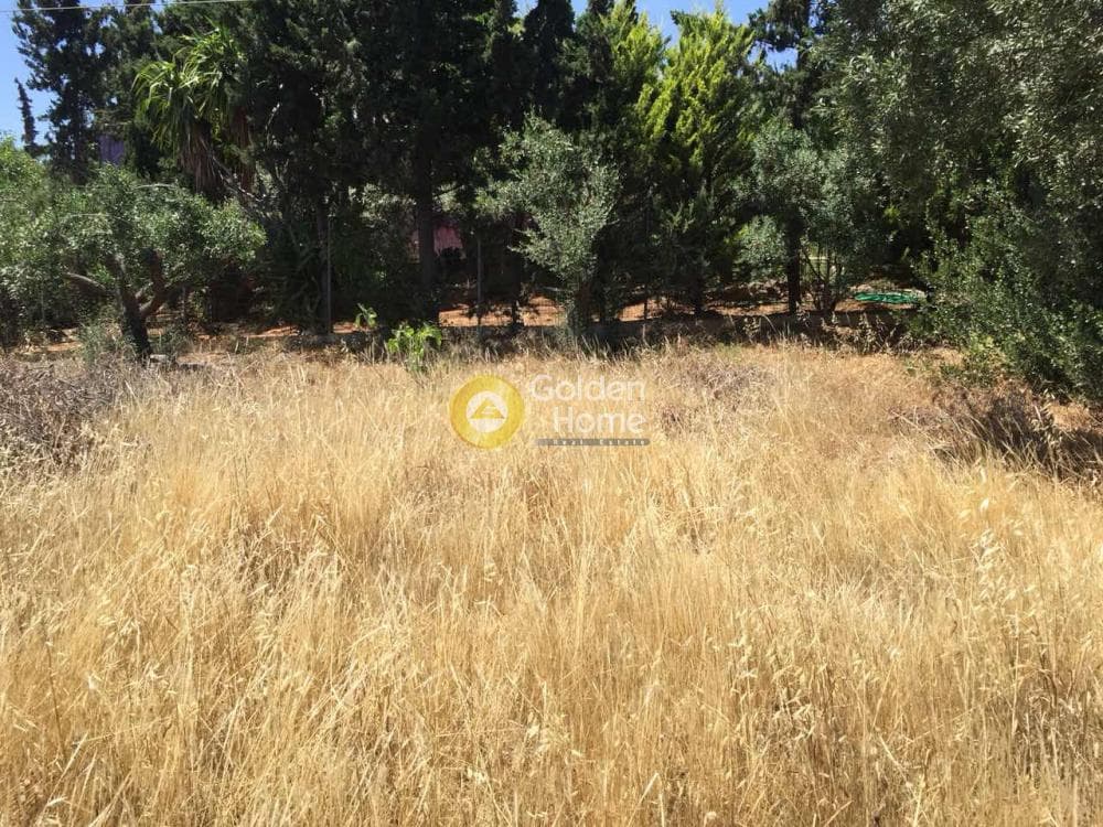 Μονοκατοικία στην Βραυρώνα, Βραυρώνα — Φωτογραφία 9 από 23