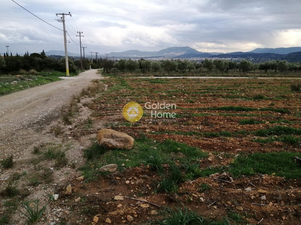 Parcel in Karelas, Paiania — Photo 2 of 17