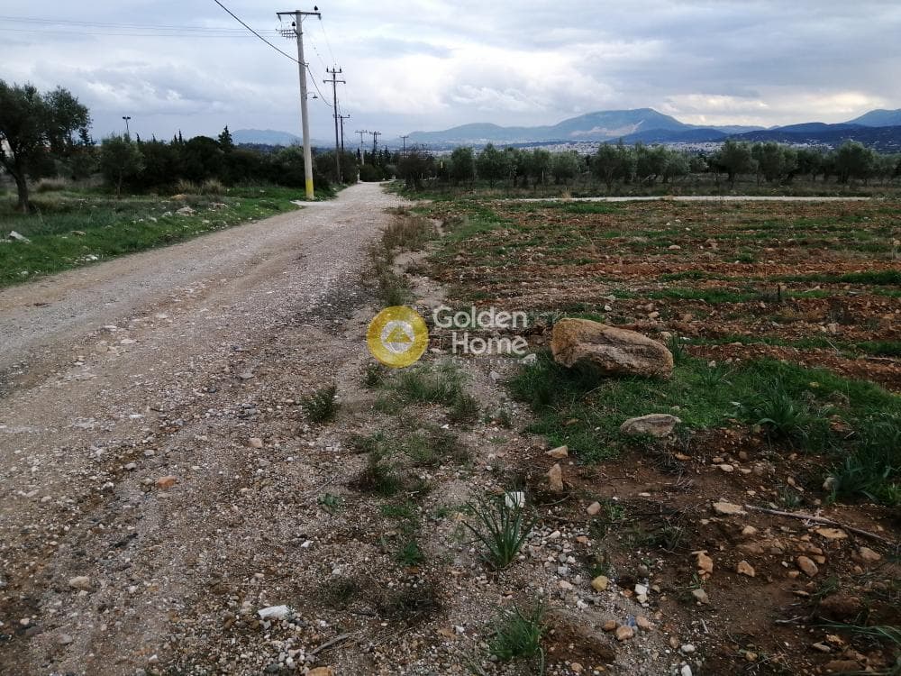 Parcel in Karelas, Paiania — Photo 6 of 17