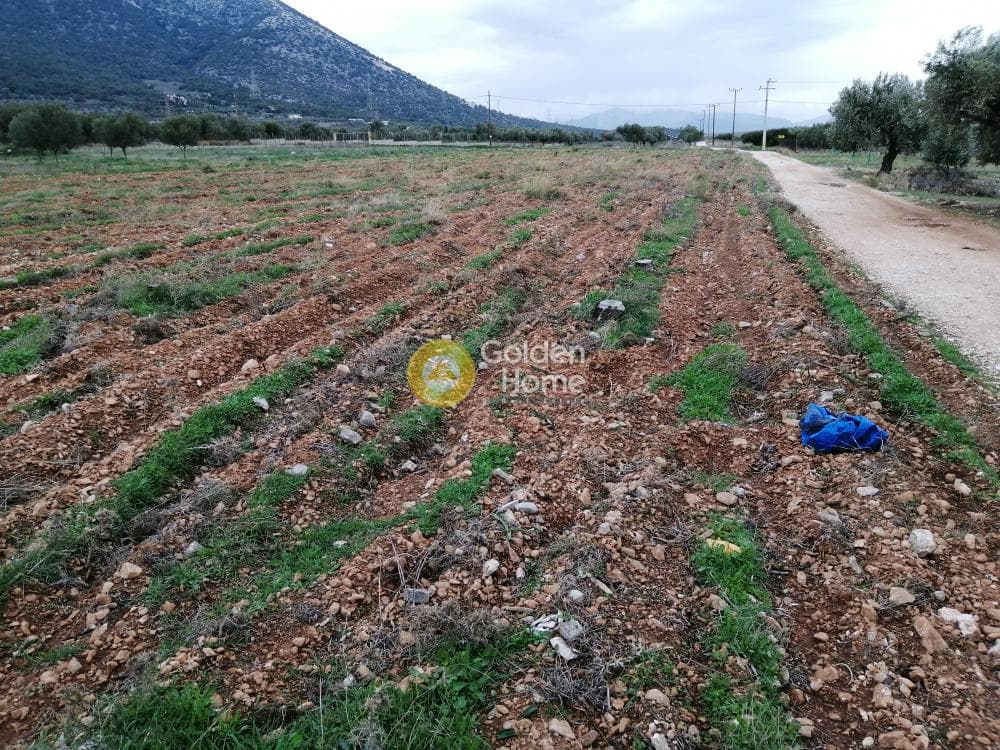 Parcel in Karelas, Paiania — Photo 5 of 17