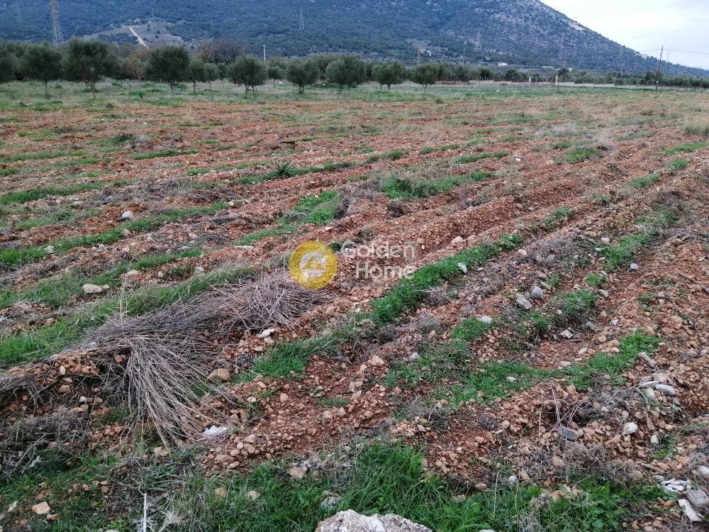Parcel in Karelas, Paiania — Photo 8 of 17