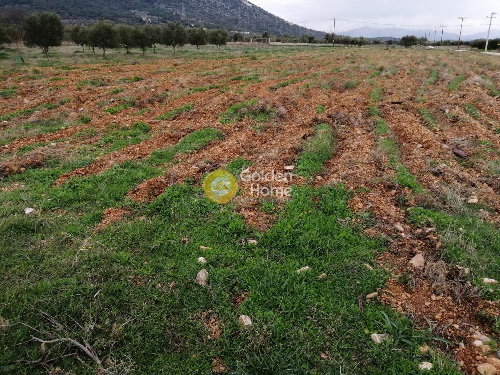 Parcel in Karelas, Paiania — Photo 11 of 17