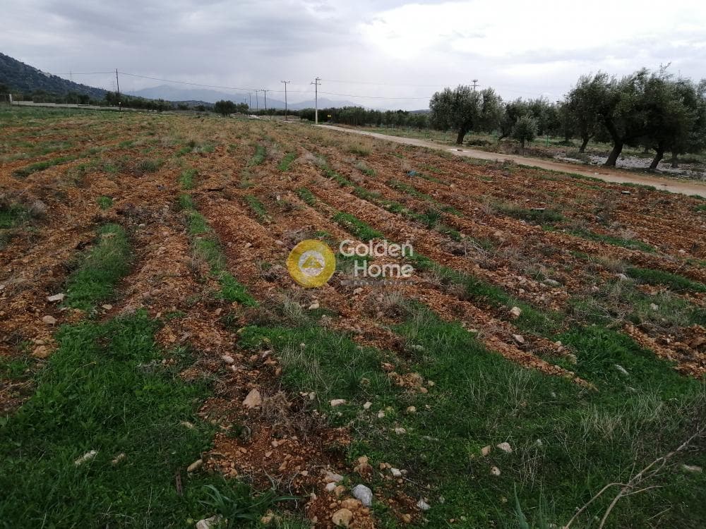 Parcel in Karelas, Paiania — Photo 13 of 17