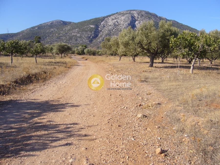Αγροτεμάχιο στην Κέντρο, Κορωπί — Φωτογραφία 1 από 5