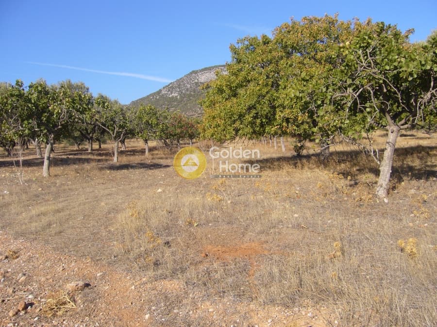 Αγροτεμάχιο στην Κέντρο, Κορωπί — Φωτογραφία 3 από 5