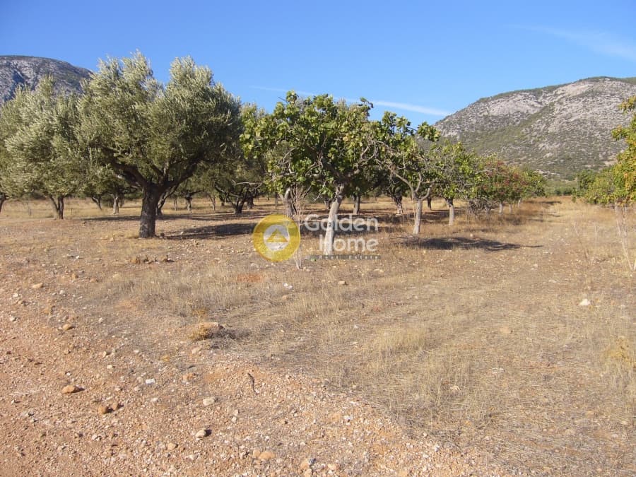 Αγροτεμάχιο στην Κέντρο, Κορωπί — Φωτογραφία 5 από 5