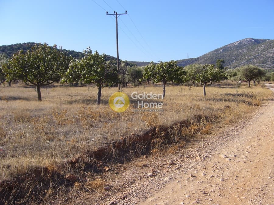 Αγροτεμάχιο στην Κέντρο, Κορωπί — Φωτογραφία 4 από 5