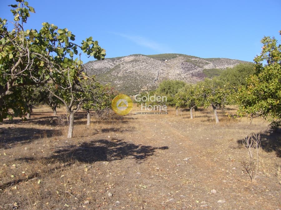 Αγροτεμάχιο στην Κέντρο, Κορωπί — Φωτογραφία 2 από 5