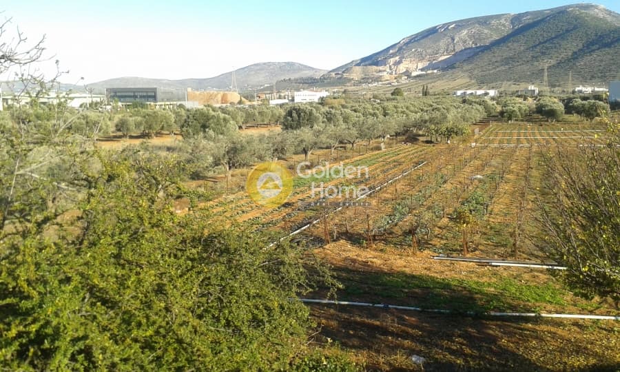 Μονοκατοικία στην Κουλιδάς, Μαρκόπουλο — Φωτογραφία 5 από 7
