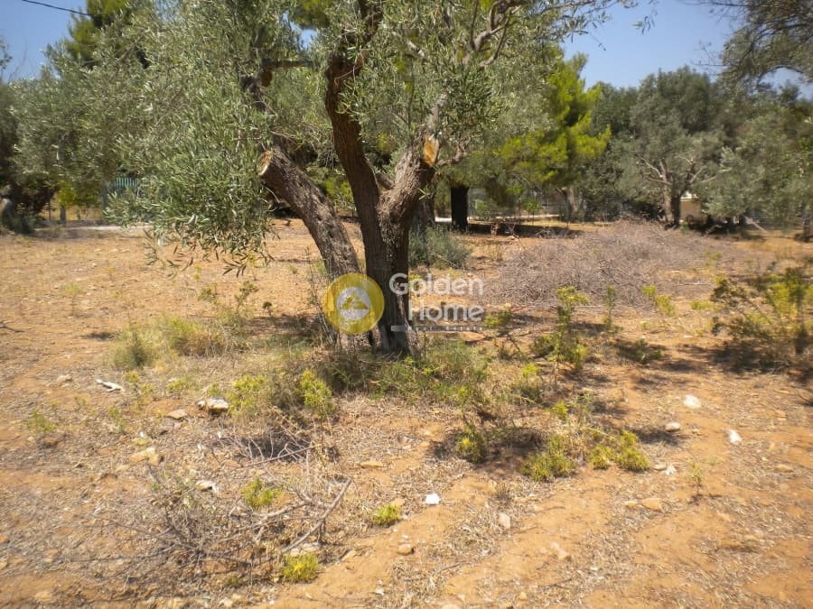 Building Plot in Megala Sxoinia A, Acharnes — Photo 3 of 9
