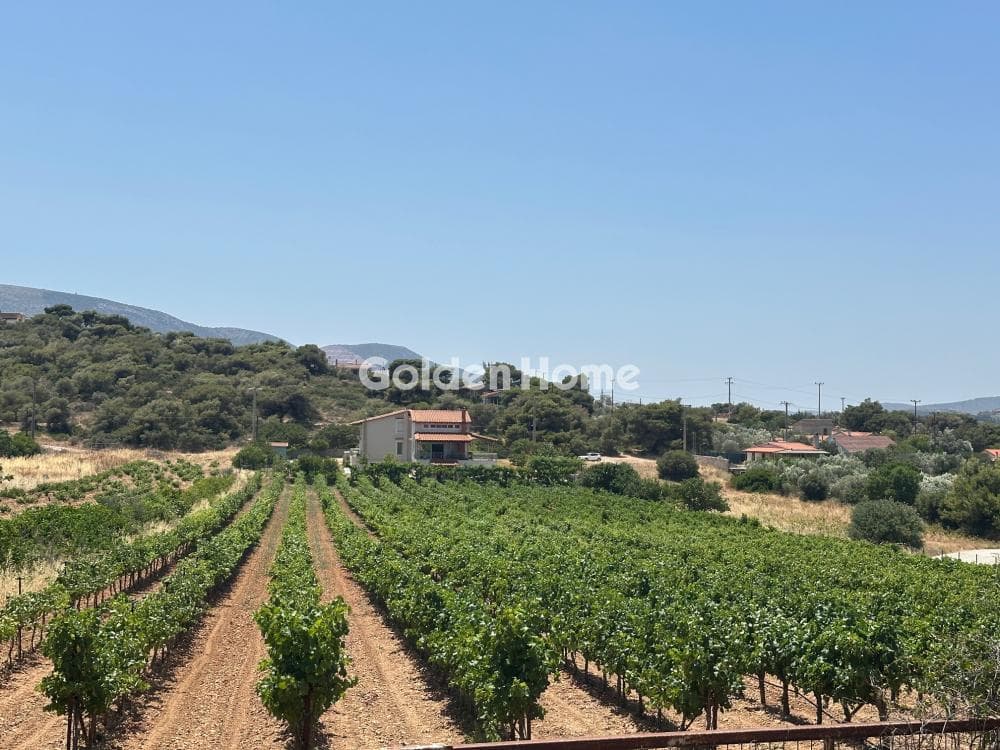 Μονοκατοικία στην Πόρτο Ράφτη, Βραυρώνα — Φωτογραφία 2 από 14