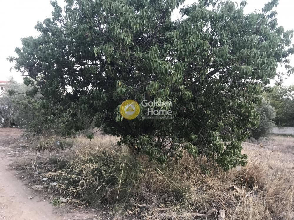 Building Plot in Kalivia, Kalivia Thorikou — Photo 7 of 15