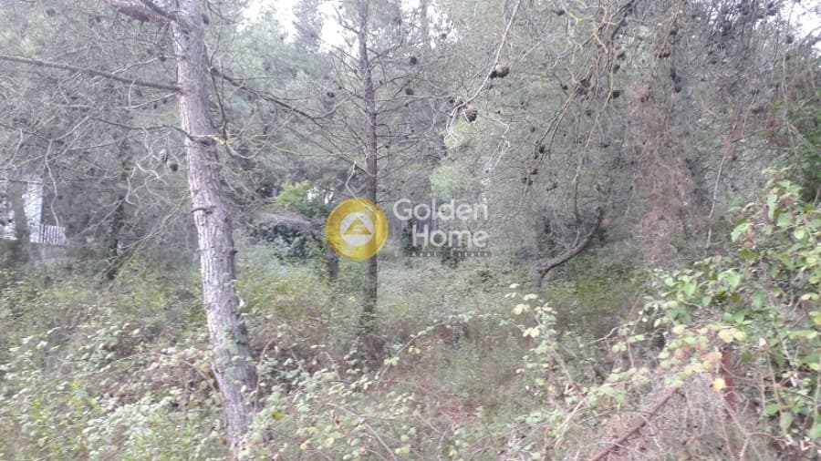 Building Plot in Rodopoli, Rodopoli — Photo 4 of 10
