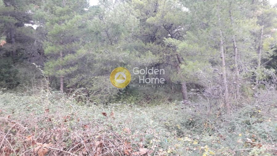 Building Plot in Rodopoli, Rodopoli — Photo 8 of 10