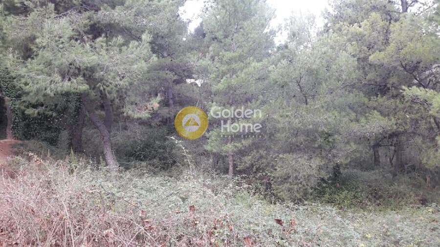 Building Plot in Rodopoli, Rodopoli — Photo 10 of 10