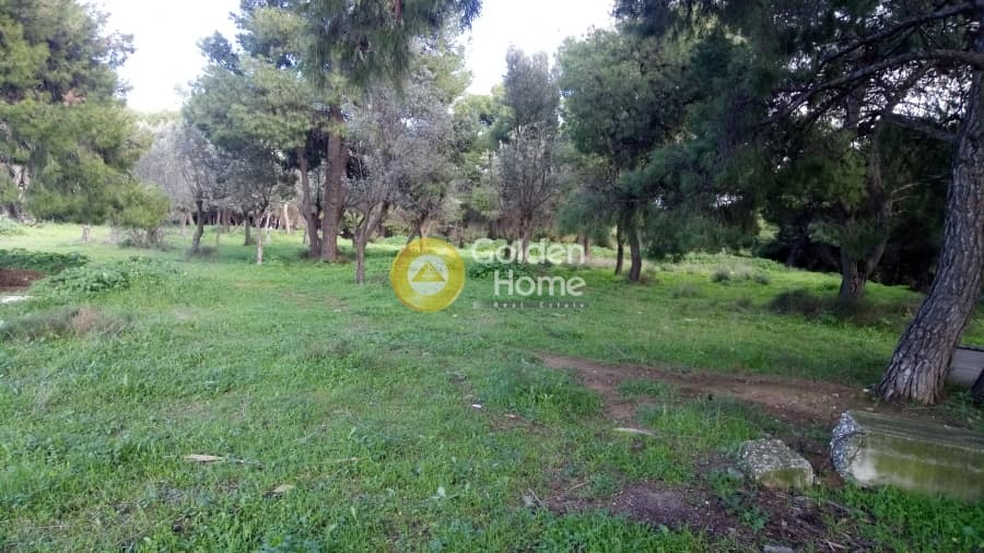 Αγροτεμάχιο στην Κέντρο, Μεταμόρφωση — Φωτογραφία 10 από 10
