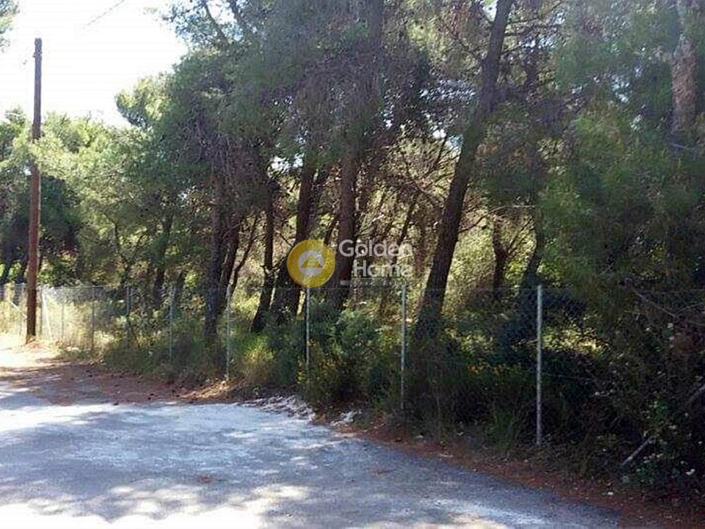 Building Plot in Agios Nikolaos, Rafina — Photo 1 of 8
