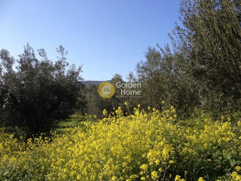 Οικόπεδο στην Δροσιά, Δροσιά — Φωτογραφία 1 από 2