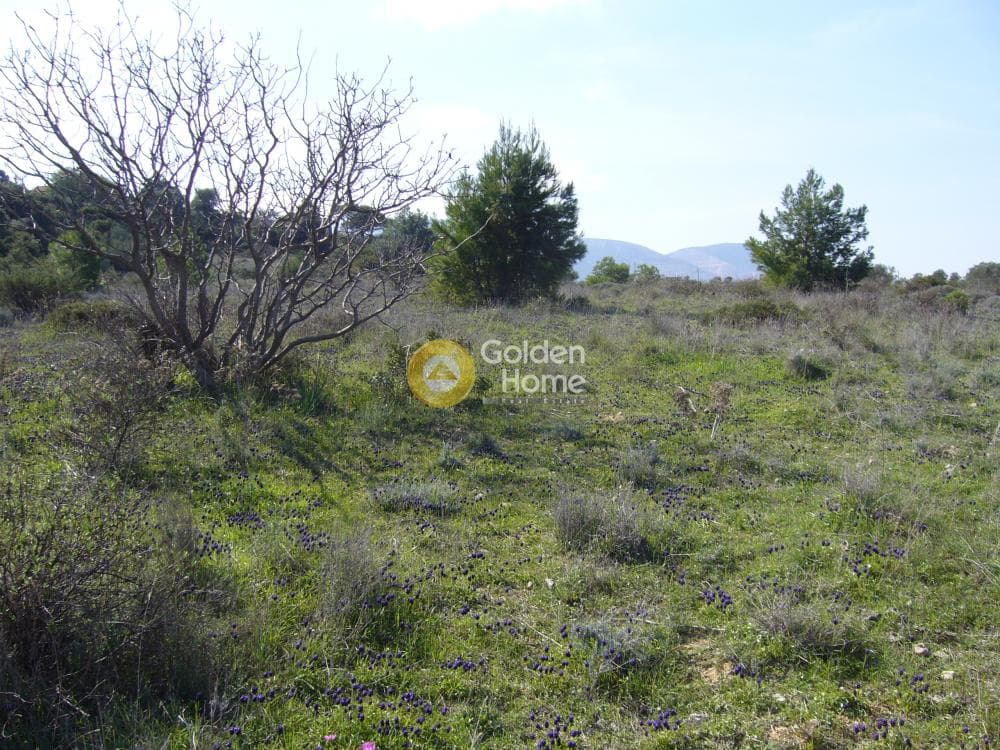 Building Plot in Limni Markopoulou, Markopoulo — Photo 12 of 16