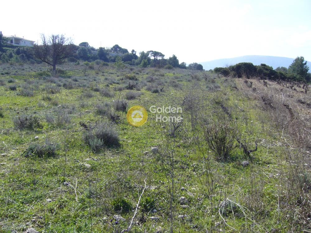 Building Plot in Limni Markopoulou, Markopoulo — Photo 13 of 16