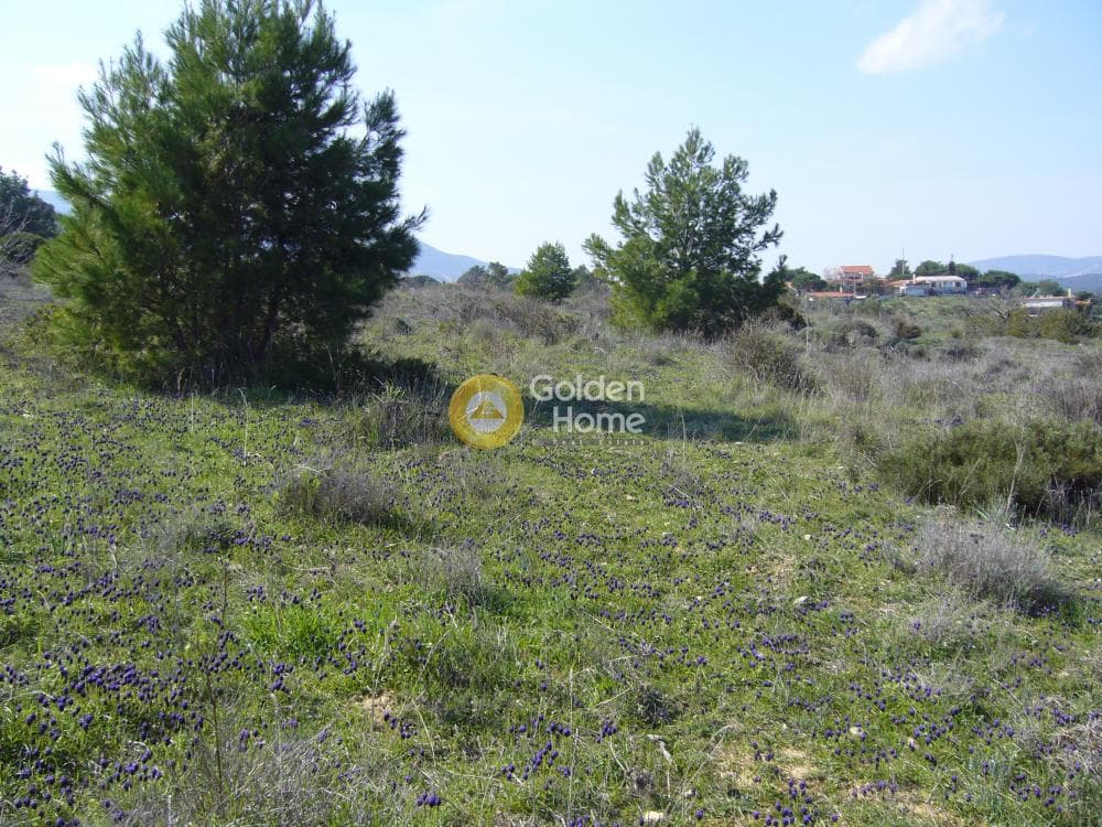 Building Plot in Limni Markopoulou, Markopoulo — Photo 14 of 16