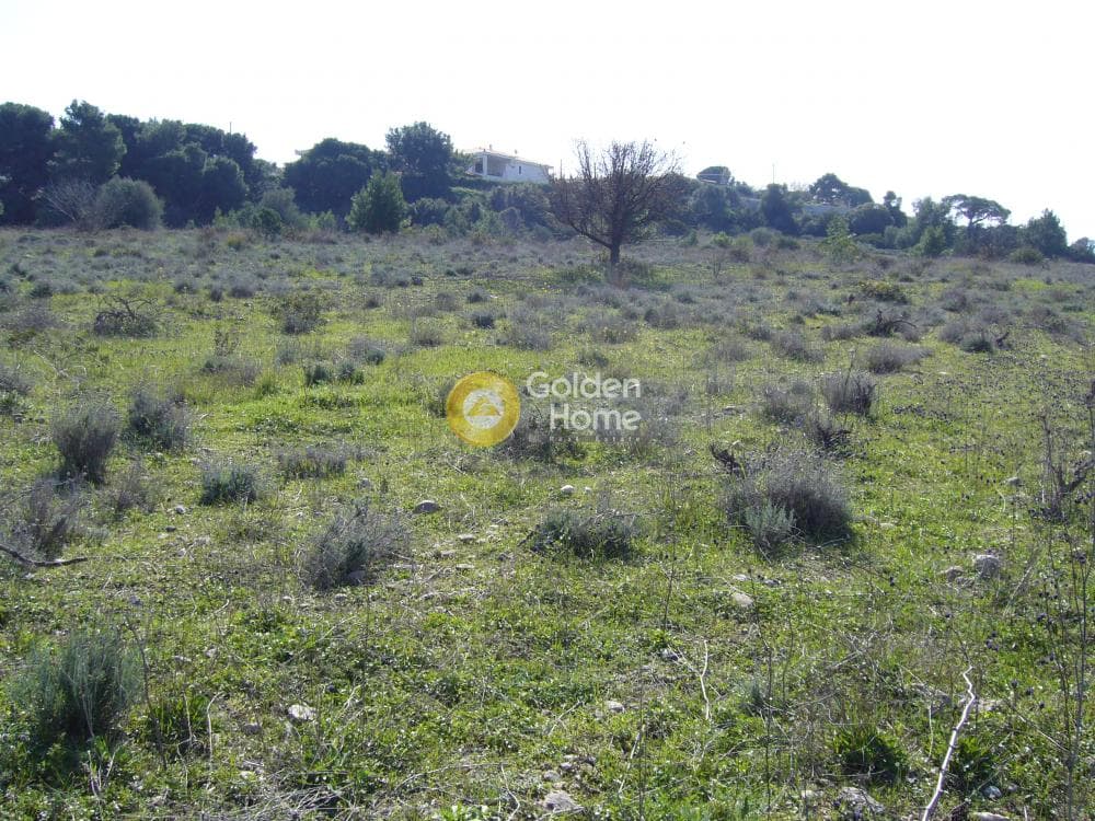 Building Plot in Limni Markopoulou, Markopoulo — Photo 16 of 16
