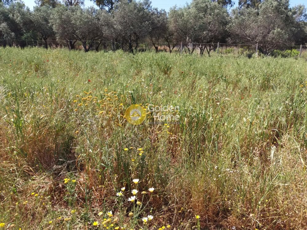 Building Plot in Alikes - Lakka, Anavissos — Photo 3 of 5