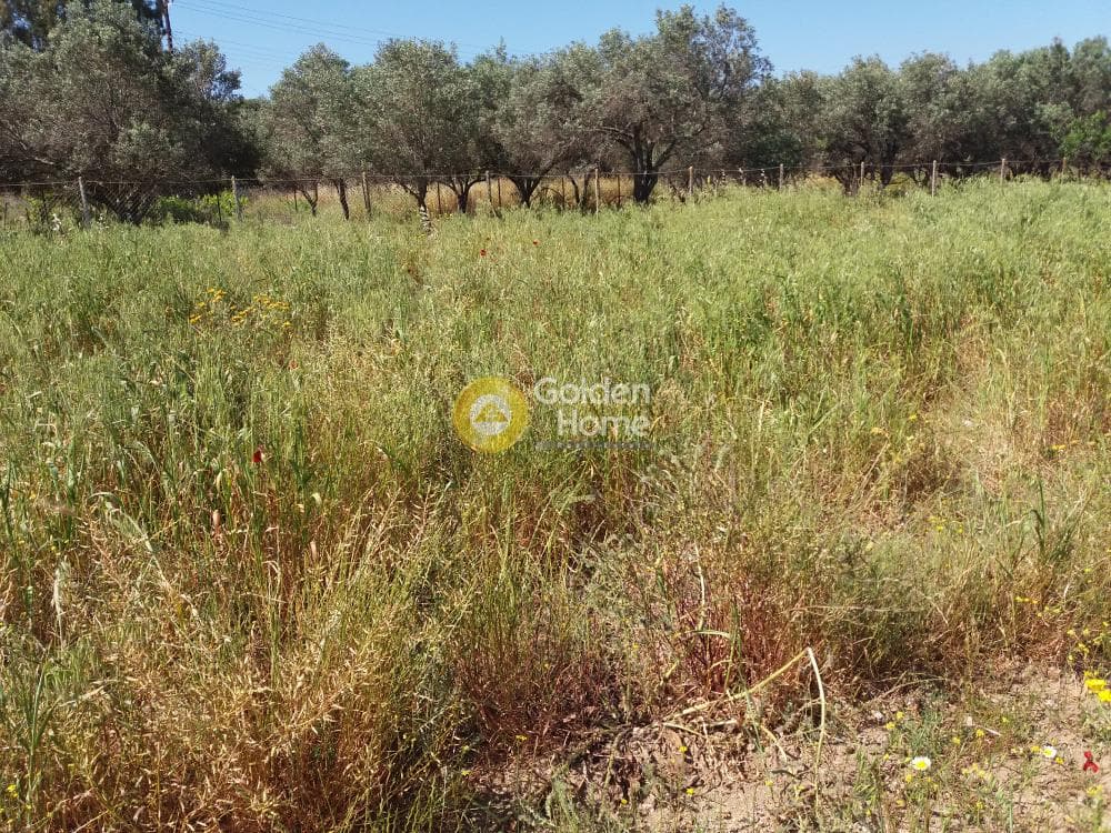 Building Plot in Alikes - Lakka, Anavissos — Photo 5 of 5